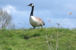 Photo of a Canada goose at Rutland Water, UK